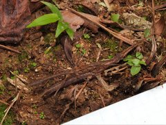 Neohirasea hongkongensis