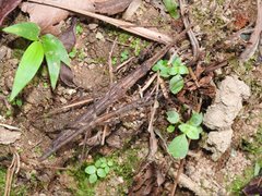 Neohirasea hongkongensis