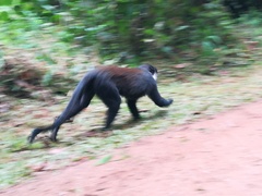 Allochrocebus lhoesti