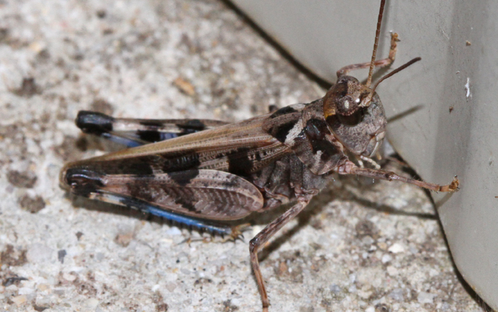 Dusky Grasshopper