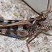 Dusky Grasshopper - Photo (c) Diana-Terry Hibbitts, some rights reserved (CC BY-NC), uploaded by Diana-Terry Hibbitts