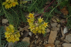 Ivesia gordonii