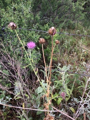 Cirsium texanum