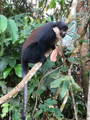 Allochrocebus lhoesti