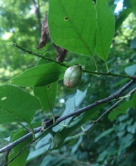 Contarinia virginianiae