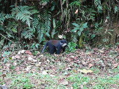 Allochrocebus lhoesti