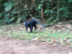 Allochrocebus lhoesti