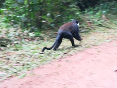 Allochrocebus lhoesti