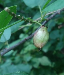 Contarinia virginianiae
