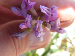 Astragalus crotalariae