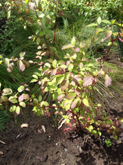 Cornus sericea occidentalis