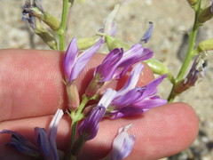 Astragalus crotalariae