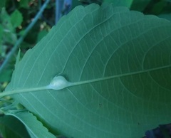 Neolasioptera impatientifolia