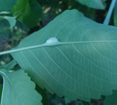 Neolasioptera impatientifolia