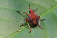 Kalidasa lanata