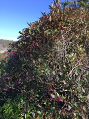 Rhododendron smokianum