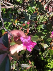 Rhododendron smokianum