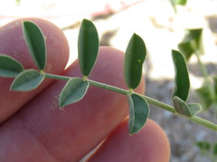Astragalus crotalariae