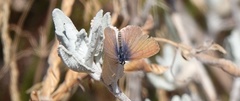 Leptotes marina