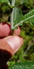 Salix candida