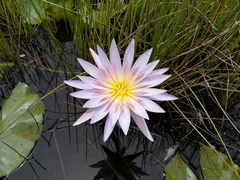 Nymphaea nouchali caerulea