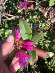 Rhododendron smokianum