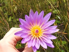Nymphaea nouchali caerulea