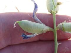 Astragalus crotalariae