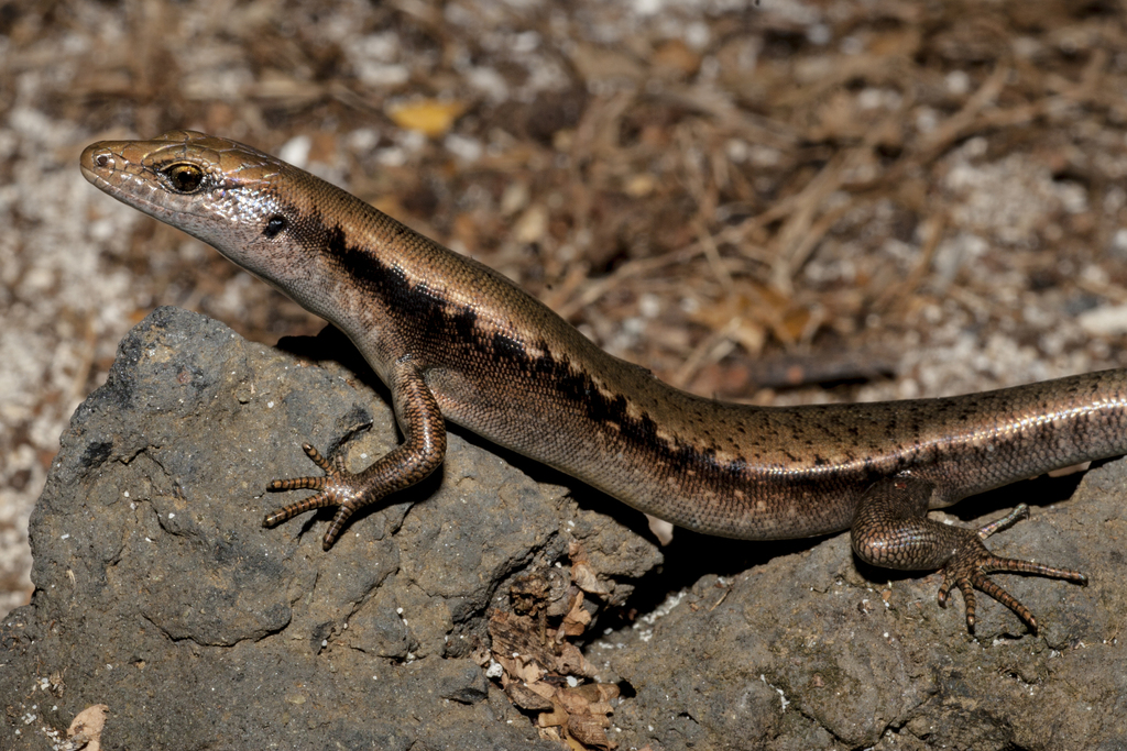 Micronesian Skink
