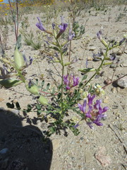 Astragalus crotalariae