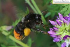 Bombus ignitus