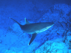 Carcharhinus albimarginatus