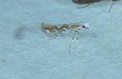 Acrocercops albinatella