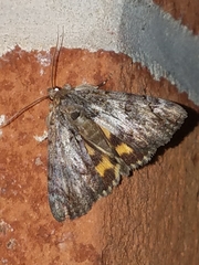 Catocala micronympha