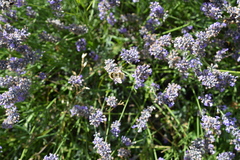 Bombus subterraneus