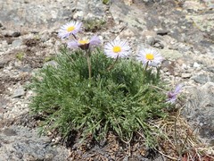 Erigeron pinnatisectus