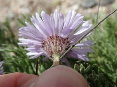 Erigeron pinnatisectus