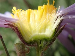 Erigeron pinnatisectus