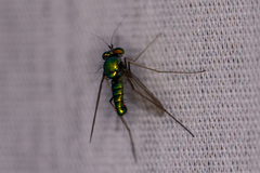 Condylostylus comatus