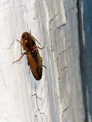 Conoderus vespertinus