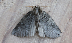 Euthyatira semicircularis