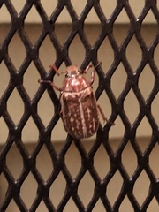 Polyphylla variolosa