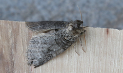 Euthyatira semicircularis