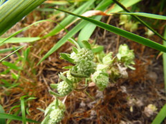 Psilocarphus elatior