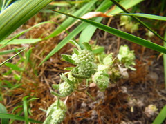 Psilocarphus elatior