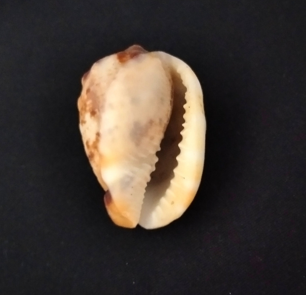 Cypraecassis coarctata