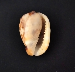 Cypraecassis coarctata