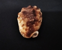 Cypraecassis coarctata