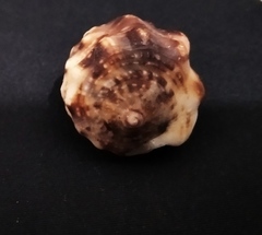 Cypraecassis coarctata