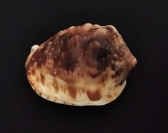 Cypraecassis coarctata